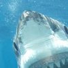 В Мексике нашли останки огромной древней акулы (фото) 