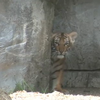 У зоопарку США похвалилися маленьким тигреня
