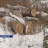 На Закарпатье активисты обнаружили склад с контрабандной древесиной