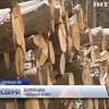 На Буковині активісти знайшли склад нелегальної деревини 