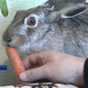 На Волині заєць став домашнім улюбленцем (відео)