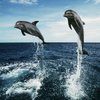 В Бенгальском заливе обнаружили новые виды дельфинов‍