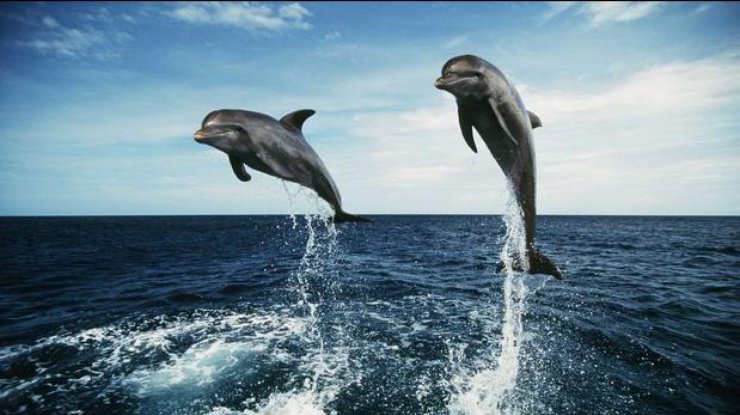 В Бенгальском заливе обнаружили новые виды дельфинов‍