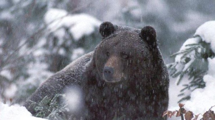  В Карпатах медведь напал на туристов (фото: zooclub.ru)