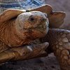 В ЮАР гигантские черепахи устроили ожесточенные бои (видео) 