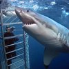 В ЮАР четырехметровая акула подбросила туриста в воздух