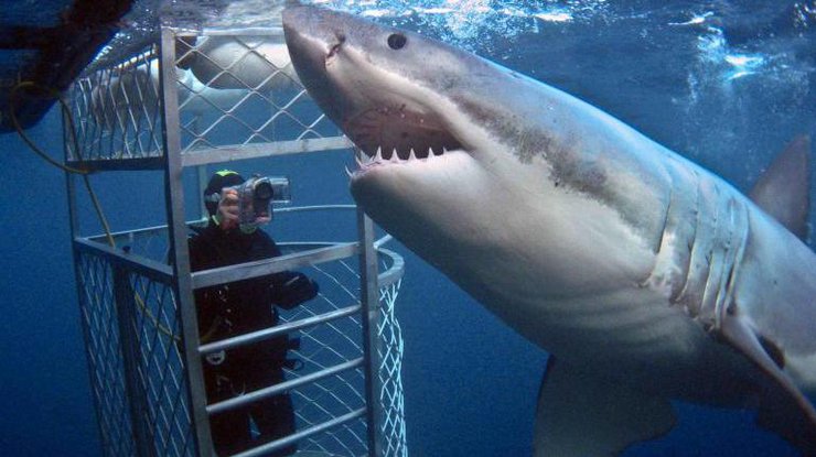В ЮАР четырехметровая акула подбросила туриста в воздух