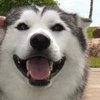 Счастливые собаки с самыми заразительными улыбками (фото) 