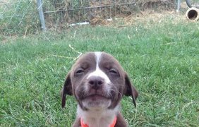 Счастливые собаки с самыми заразительными улыбками (фото: Vk)