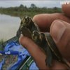 У річки Болівії випустили сотні тисяч черепах