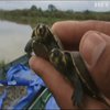 У річки Болівії випустили сотні тисяч маленьких черепашок