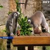 В зоопарку Австралії звірів пригостили різдвяними ласощами 