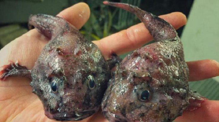 Рыбак на глубине поймал очень страшную рыбу (фото: Instagram)
