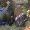 В США святкують день народження найстаршої у світі горили