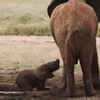 Пользователей сети растрогал видеоролик, в котором спасают слоненка (видео)