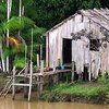 В Бразилии нашли изолированное от мира племя туземцев (фото) 