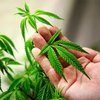 В Грузии отменили тюремное наказание за употребление марихуаны 