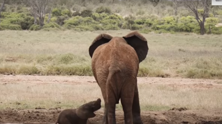 Пользователей сети растрогал видеоролик, в котором спасают слоненка. Фото: кадр из видео