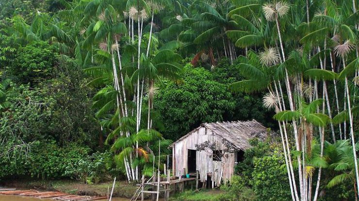 В Бразилии нашли изолированное от внешнего мира племя туземцев (фото: histori.rusin.org.ua)