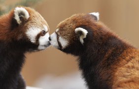 Животные показали людям, как надо целоваться (фото: VK)