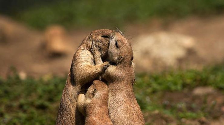 Животные показали людям, как надо целоваться (фото: VK)