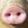 Беларусь частично запретила ввоз свинины из Украины