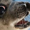 На улице тасманского города поймали тюленя-вандала (фото) 