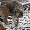 Душераздирающая история: пес спас подругу от смерти на рельсах (фото, видео) 