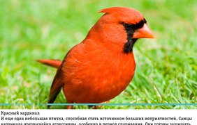 Топ-7 самых опасных птиц в мире (фото: Vk)