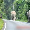 В Непале спецназ разогнал стадо агрессивных слонов