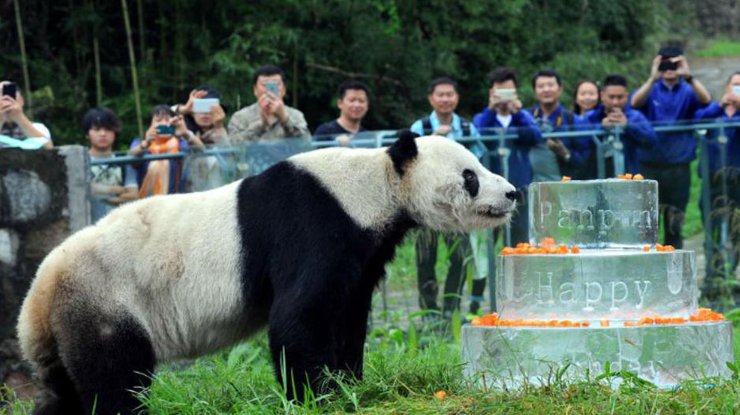 В Китае умер старейший самец панды 