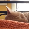 Хозяин отомстил своему коту за крик посреди ночи (видео)