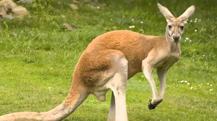 В Австралии мужчина постоял за своего пса и подрался с кенгуру