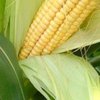 В США ученые записали на пленку голос кукурузы