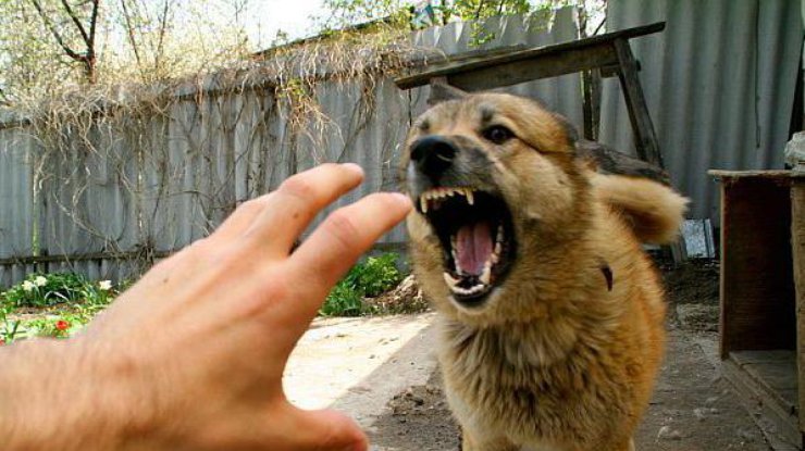 На киевлян нападают опасные собаки-убийцы 