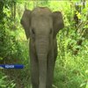 В Індонезії фермери відстрілюють диких слонів