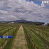 Австралія не може виробляти якісне вино через глобальне потепління