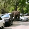У Китаї розлючений слон розтрощив 20 машин