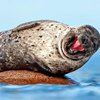 Найден самый счастливый в мире тюлень (фото)