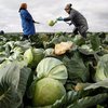 Украина запретила импорт салатов и капусты из Испании