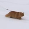 Кота в Норвегии запрягли катать лыжников (видео)