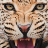 У Індії голодний леопард напав на 2 людей