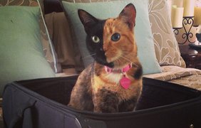 Невероятная кошка Венера покорила интернет своей окраской