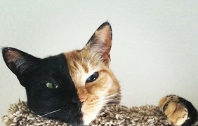 Невероятная кошка Венера покорила интернет своей окраской