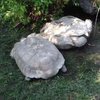 Черепаха спасла жизнь своему другу (видео)