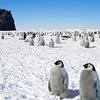 В Антарктиде зафиксирована рекордно высокая температура воздуха