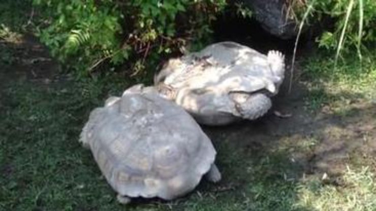 Черепаха спасает жизнь другу