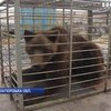 На Запоріжжі зоозахисники врятували з полону ведмедя