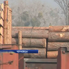 На Буковине полиция игнорирует контрабанду леса