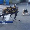 Роботу-собаке не удалось подружиться с терьером (видео)